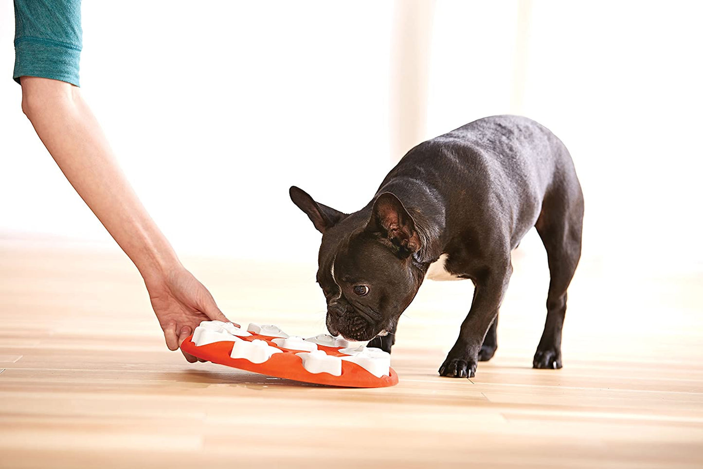 Dog Smart