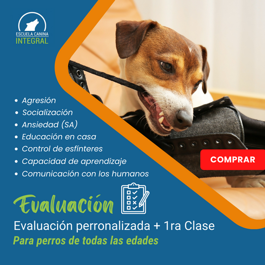 Evaluación + Consulta