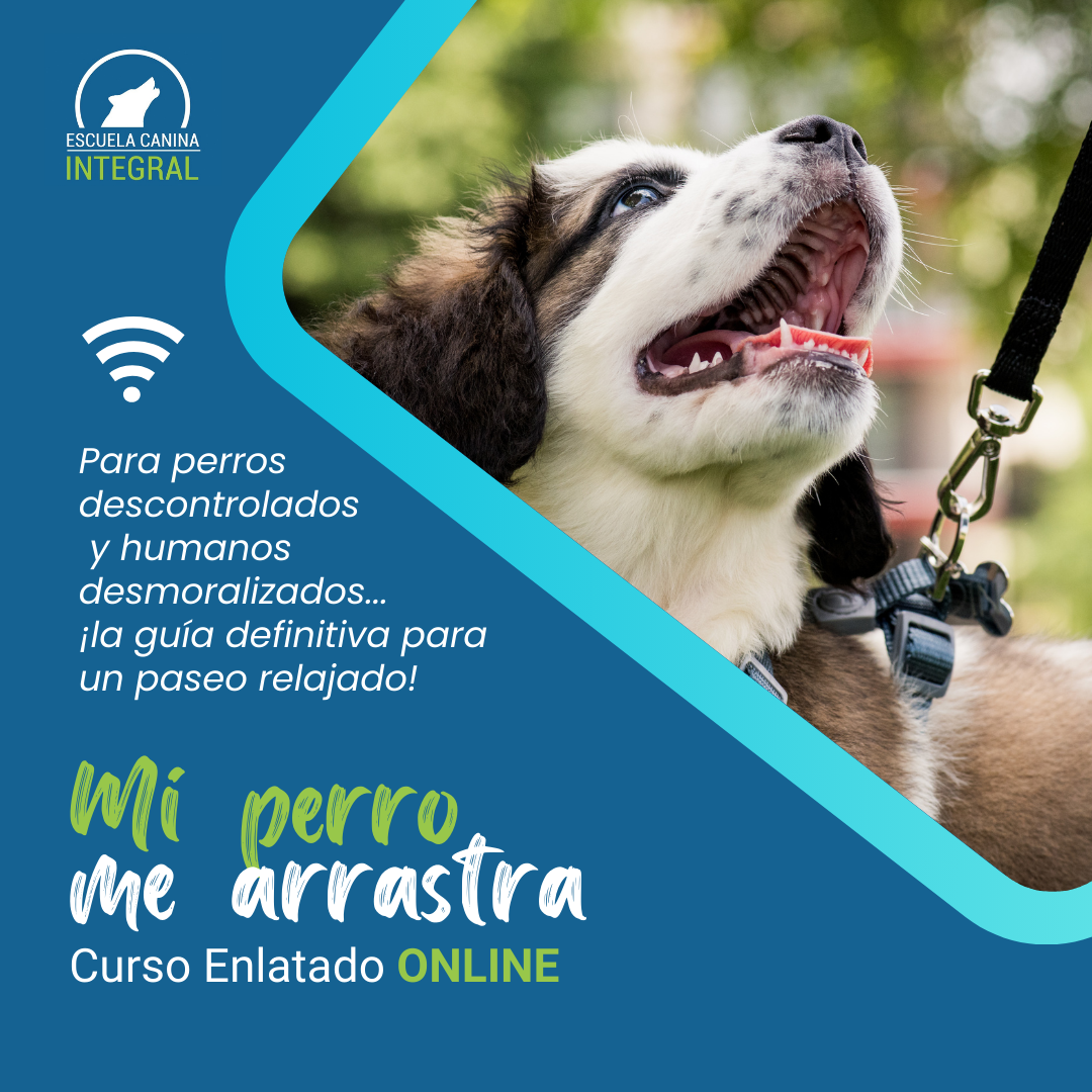 Curso ENLATADO iMi perro me arrastra!