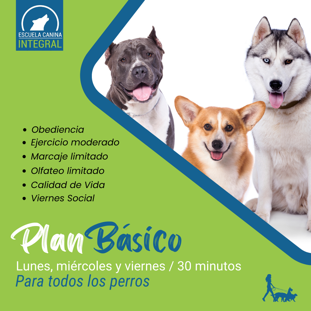 Plan Básico