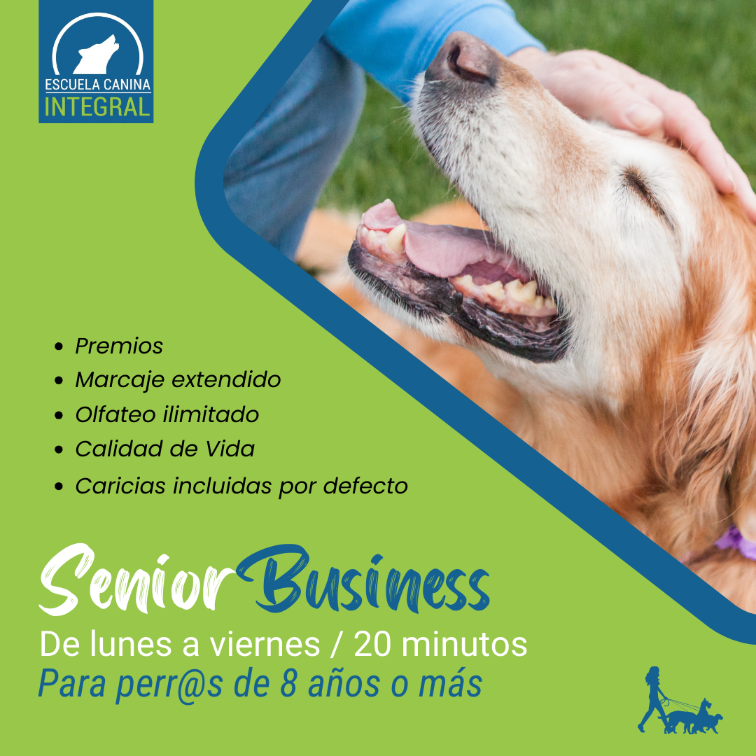 Senior Business